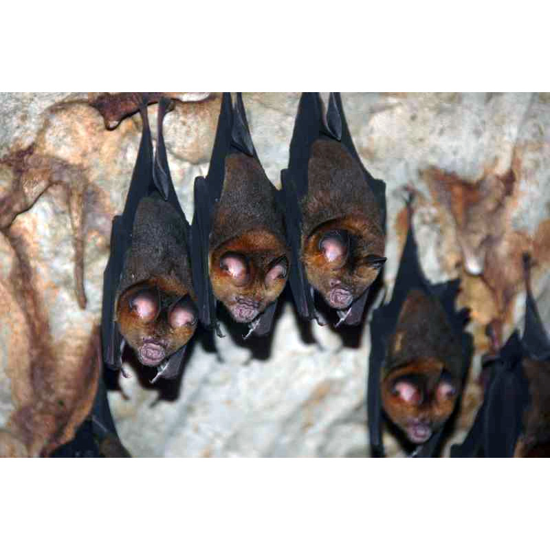 Обыкновенный листонос (Hipposideros larvatus) Фото №4