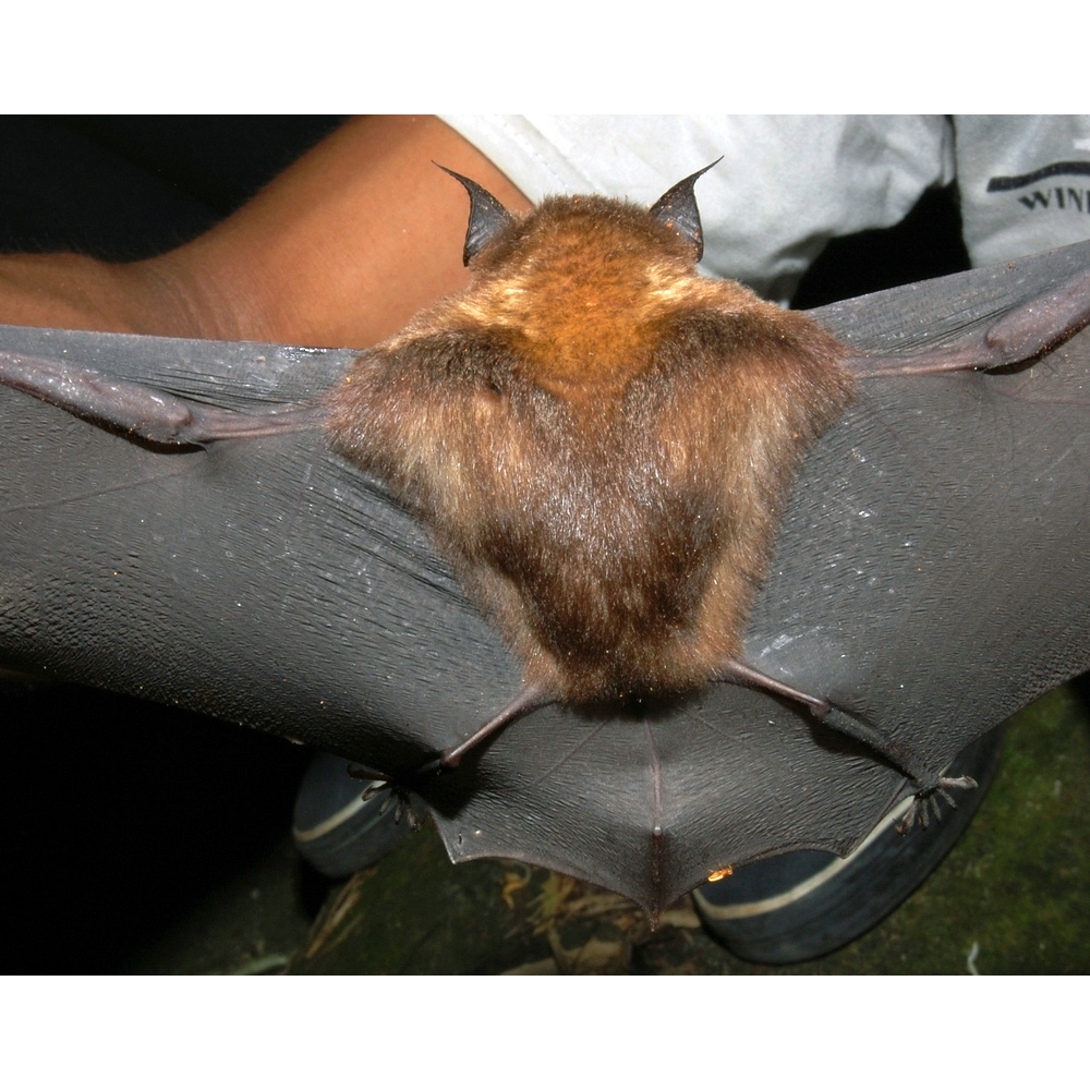 Обыкновенный листонос (Hipposideros larvatus) Фото №7