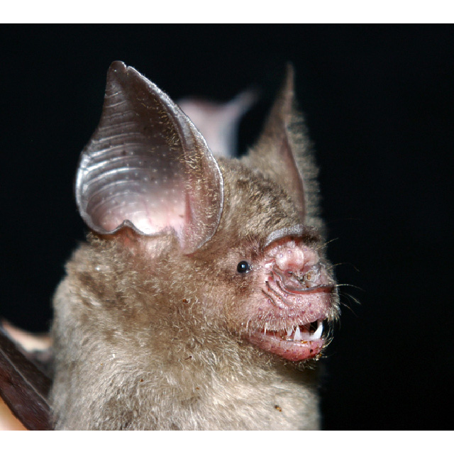 Обыкновенный листонос (Hipposideros larvatus) Фото №8