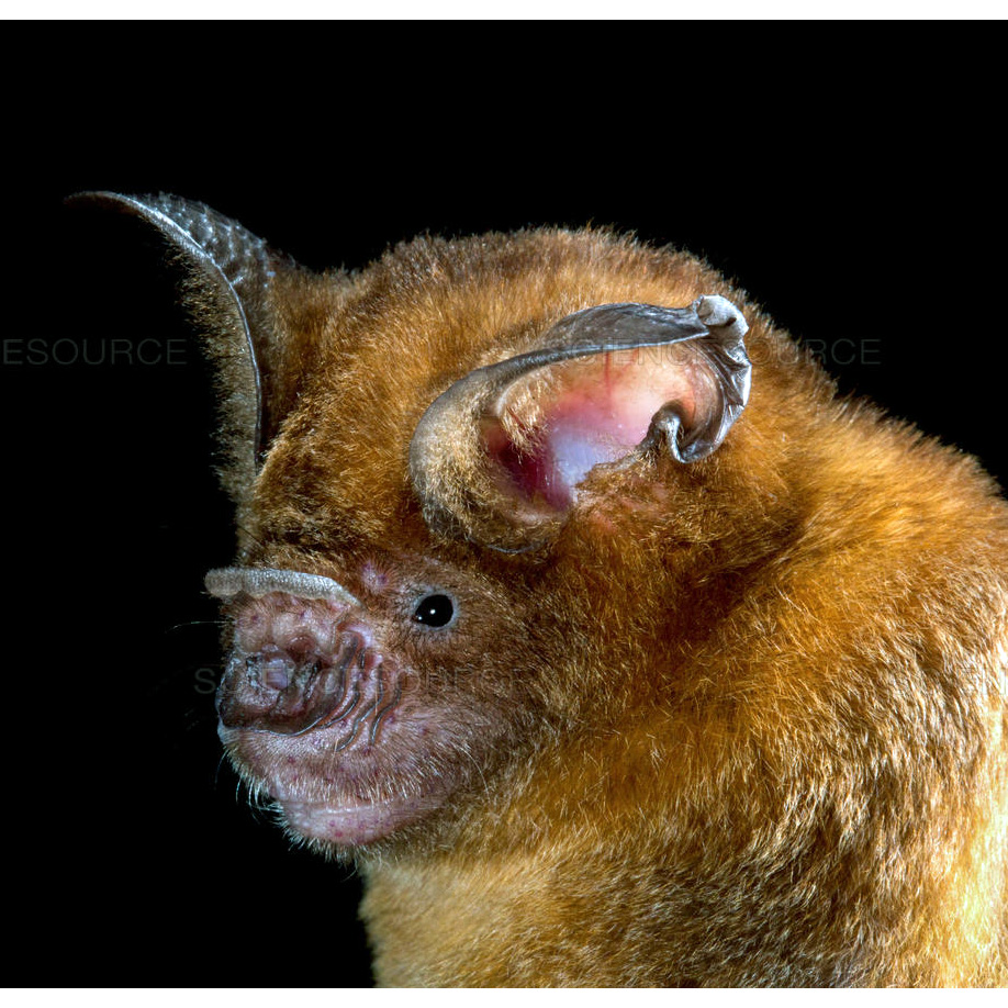 Обыкновенный листонос (Hipposideros larvatus) Фото №9