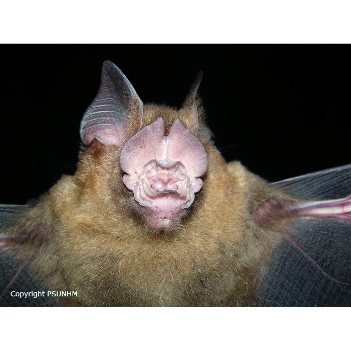 Щитомордый листонос (Hipposideros lylei) Фото №5