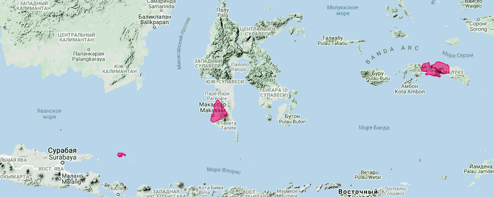 Церамский листонос  (Hipposideros macrobullatus) Ареал обитания на карте
