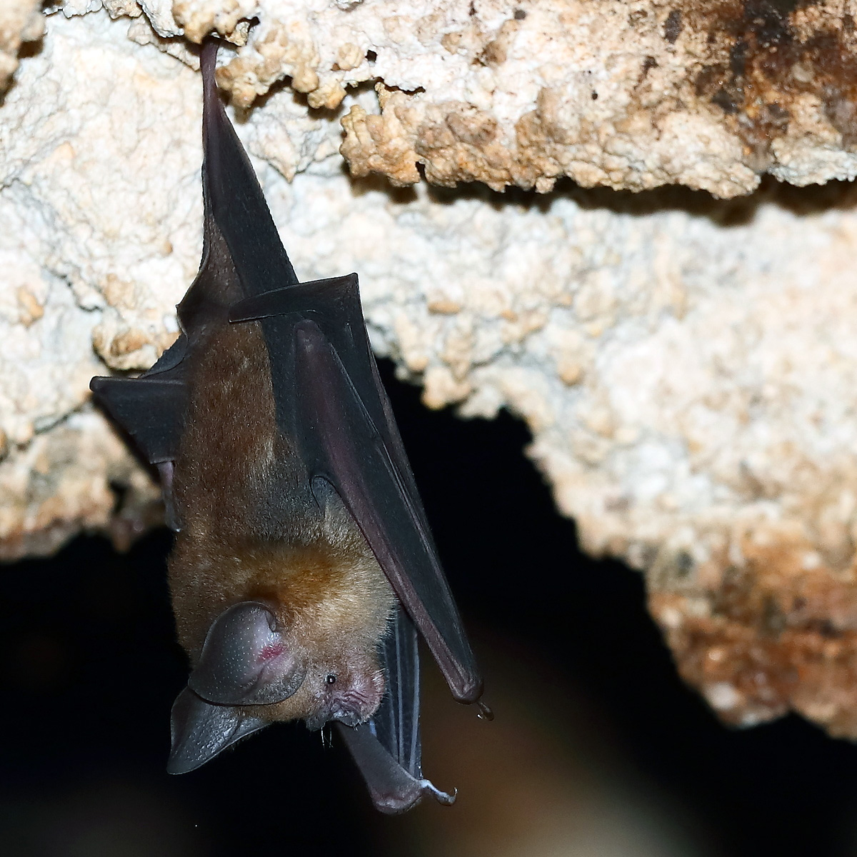 Maduran Leaf Nosed Bat (Hipposideros madurae) Фото №2