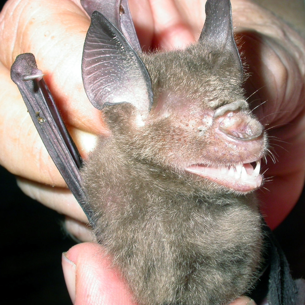 Листонос Мэгги (Hipposideros maggietaylorae) Фото №3