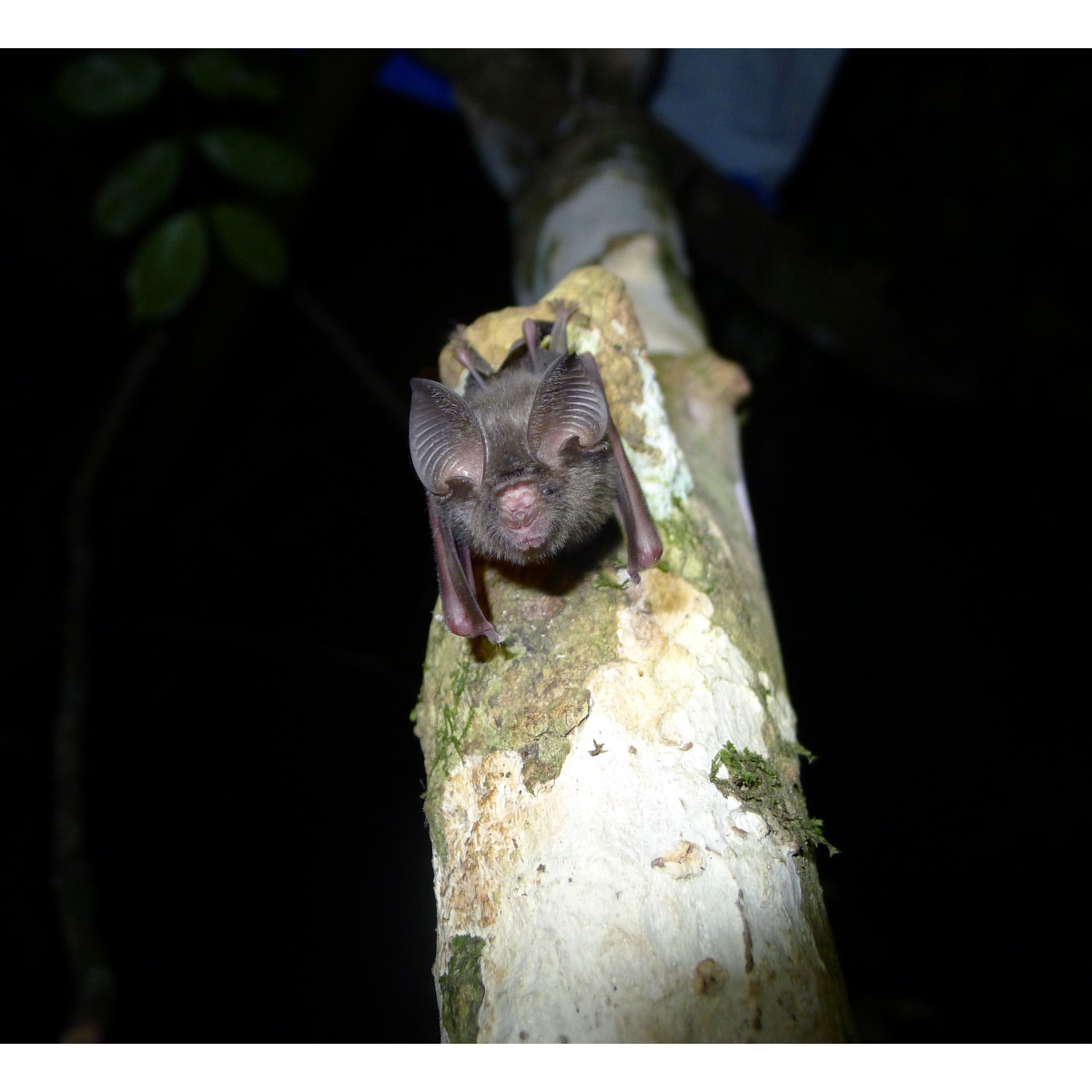 Листонос Эллена (Hipposideros marisae) Фото №2