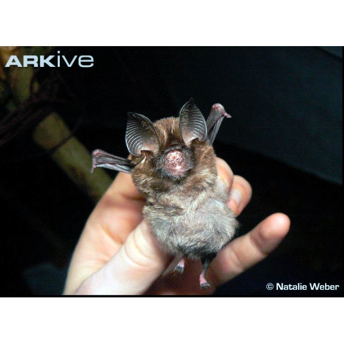 Листонос Эллена (Hipposideros marisae) Фото №4