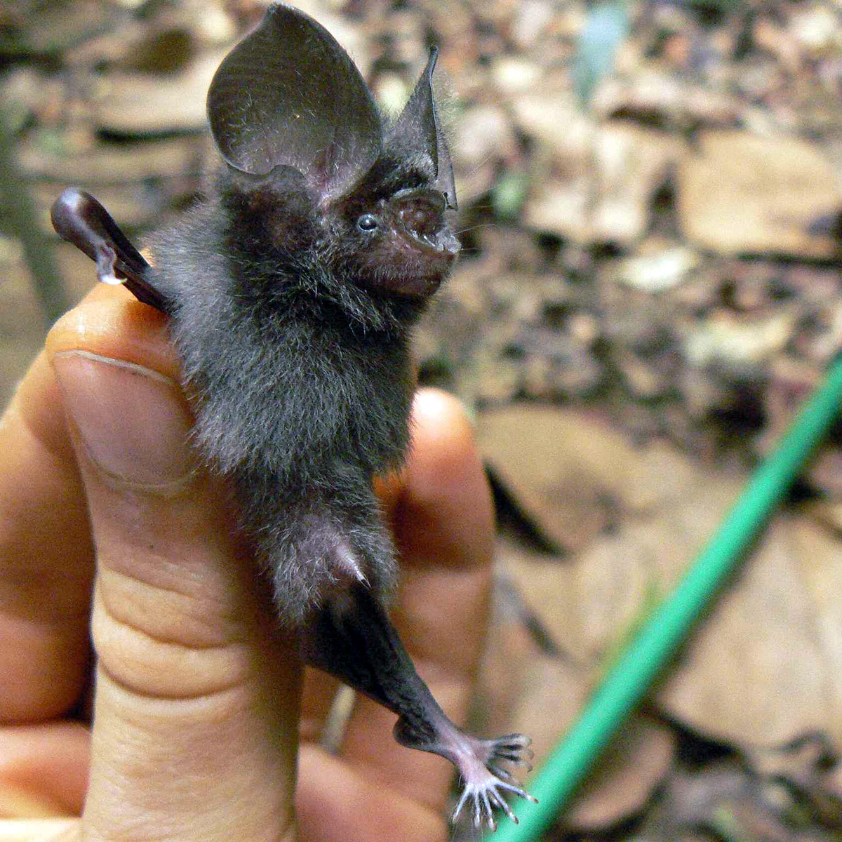 Листонос Эллена (Hipposideros marisae) Фото №6