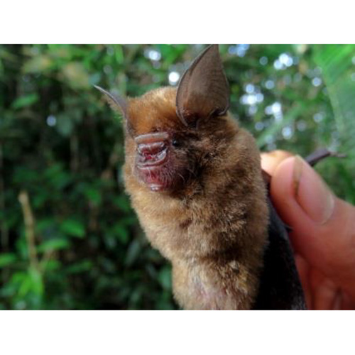 Минданаоский листонос (Hipposideros obscurus) Фото №2