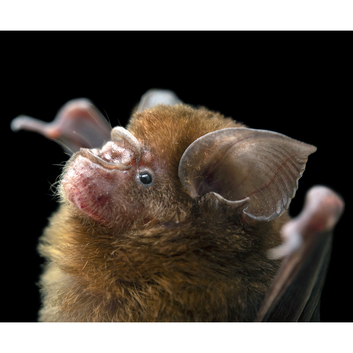 Минданаоский листонос (Hipposideros obscurus) Фото №5