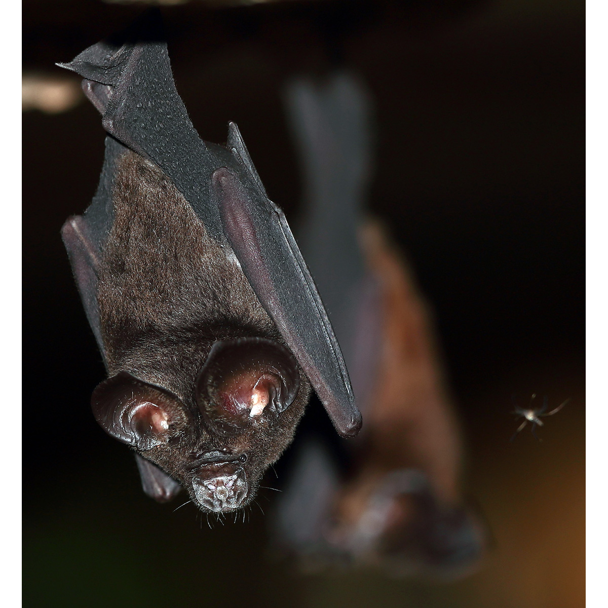 Orbiculus Leaf Nosed Bat (Hipposideros orbiculus) Фото №3