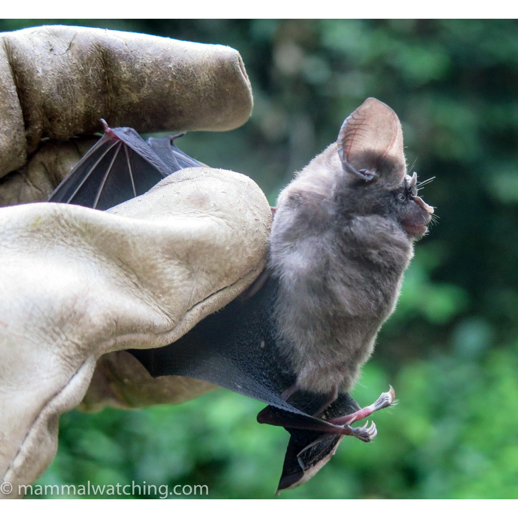 Orbiculus Leaf Nosed Bat (Hipposideros orbiculus) Фото №4