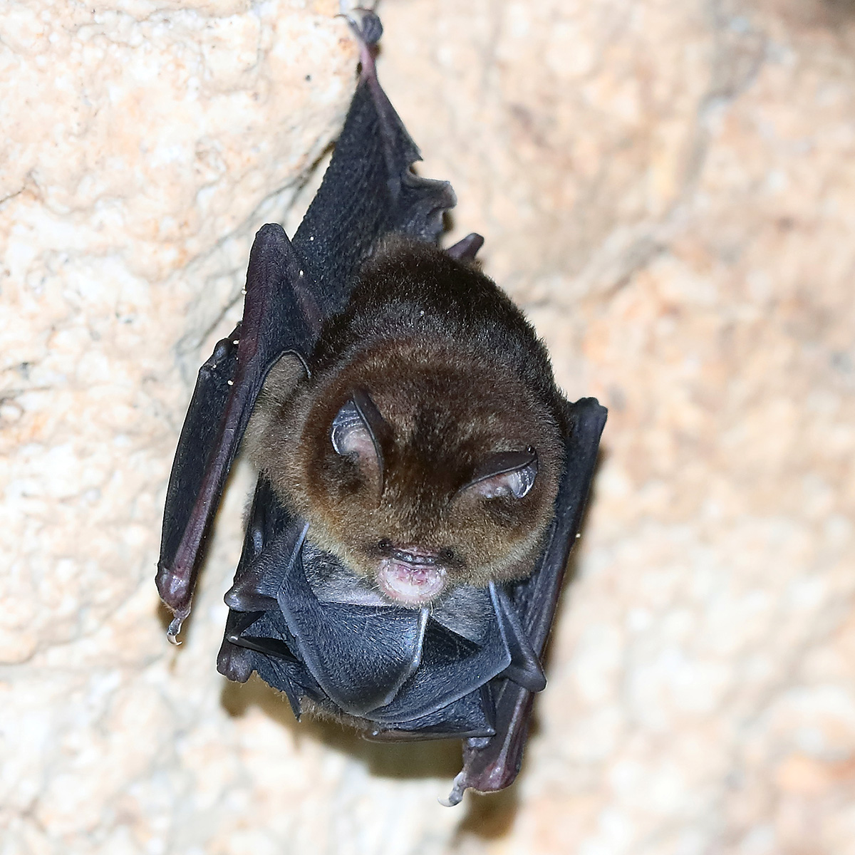 Папуанский листонос (Hipposideros papua) Фото №2