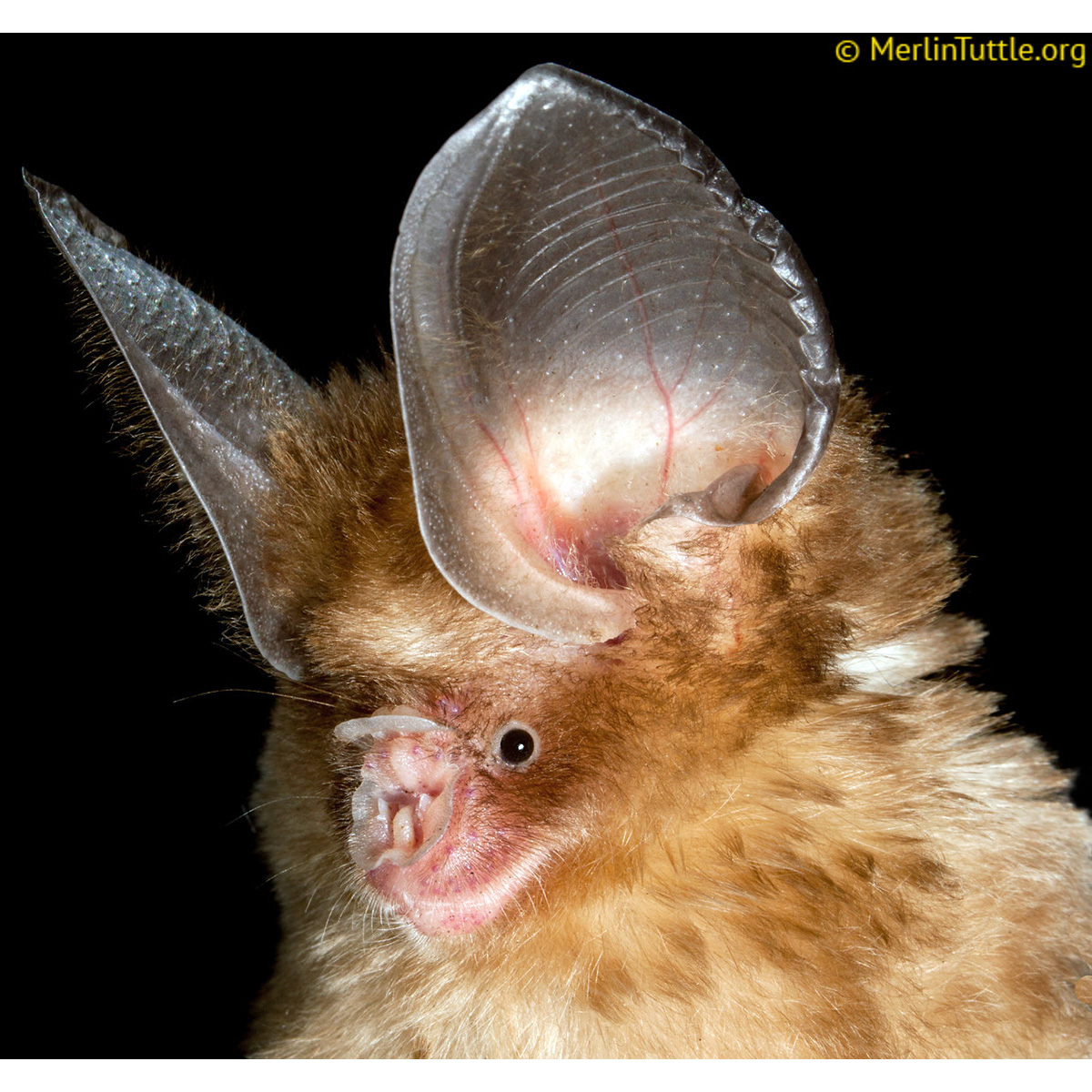 Большеухий листонос (Hipposideros pomona) Фото №10