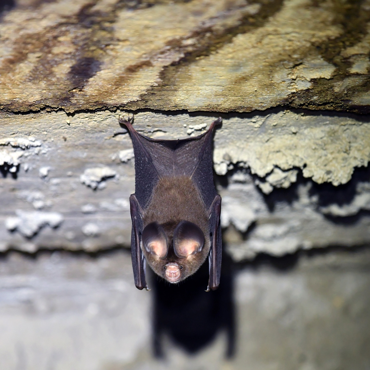 Большеухий листонос (Hipposideros pomona) Фото №2