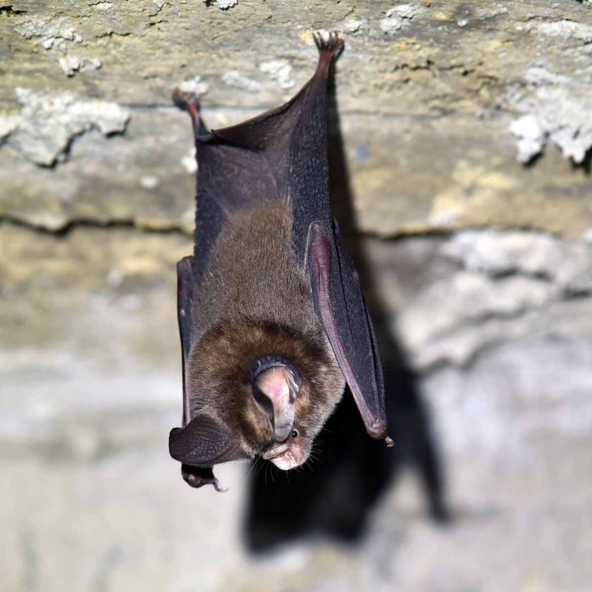 Большеухий листонос (Hipposideros pomona) Фото №3