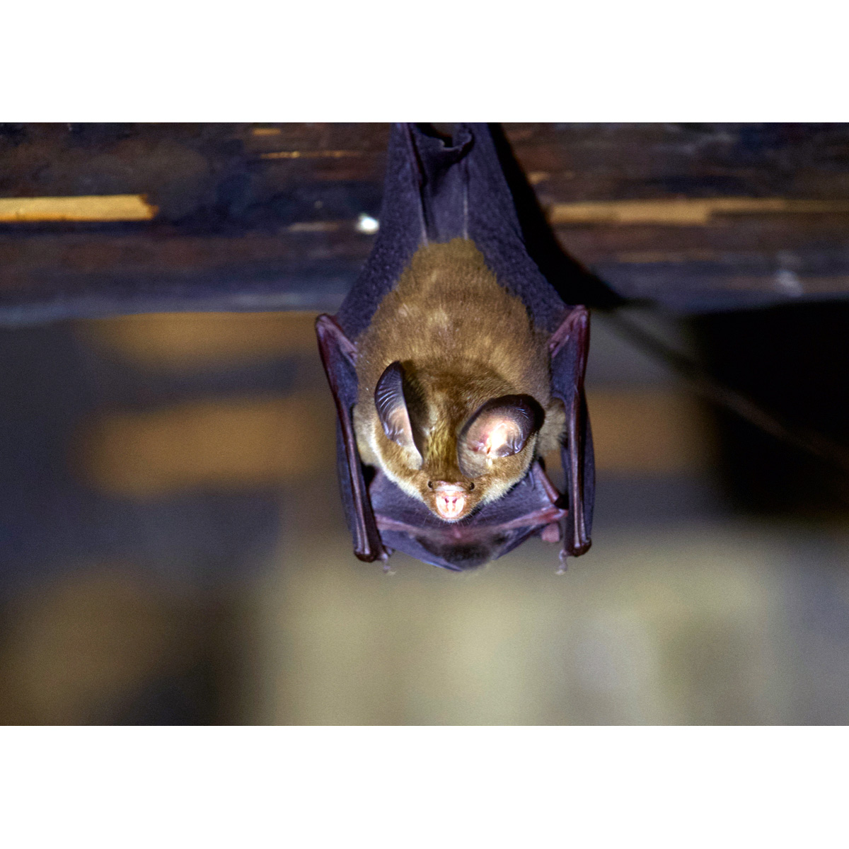 Большеухий листонос (Hipposideros pomona) Фото №4