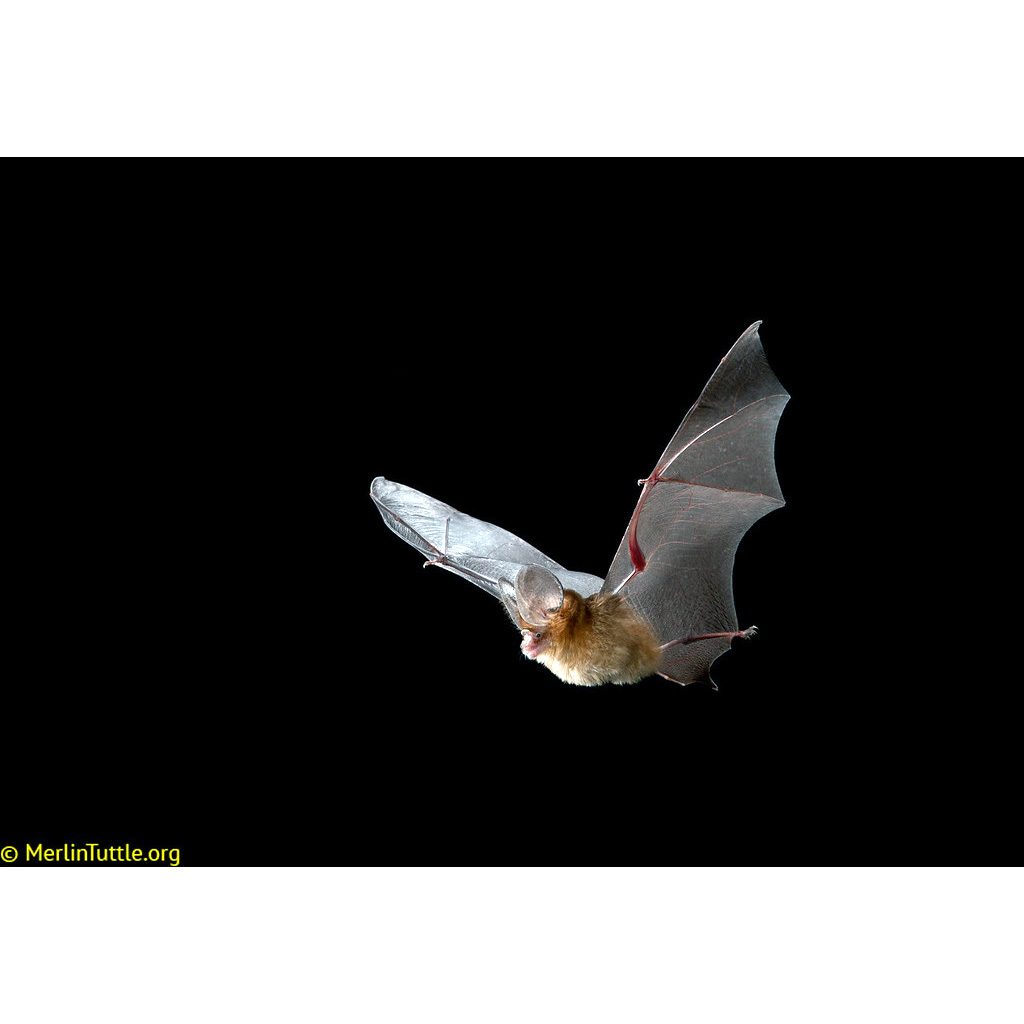 Большеухий листонос (Hipposideros pomona) Фото №7