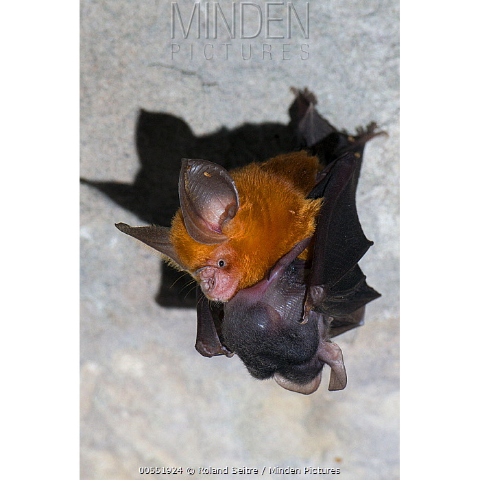 Большеухий листонос (Hipposideros pomona) Фото №8