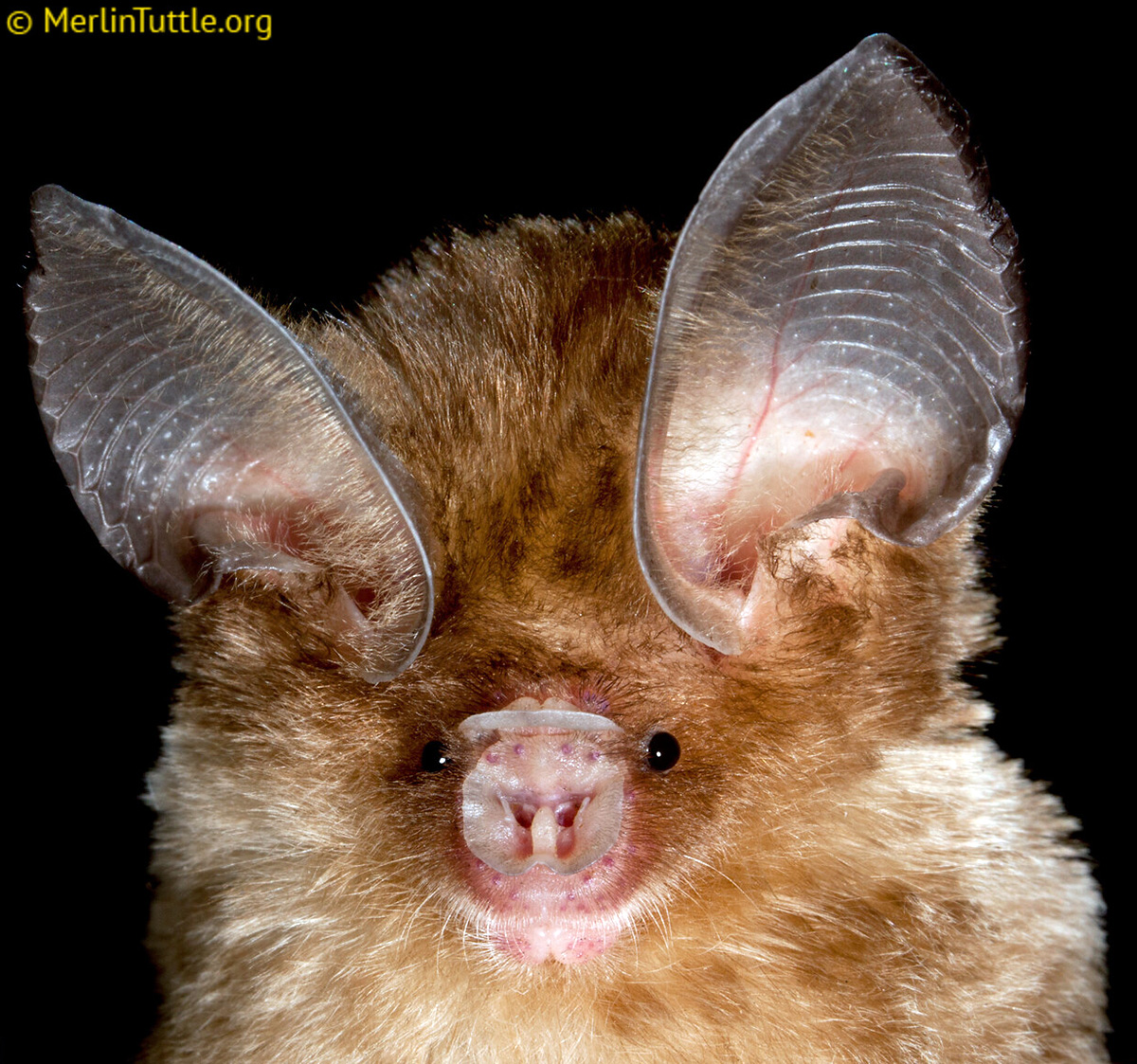 Большеухий листонос (Hipposideros pomona) Фото №9