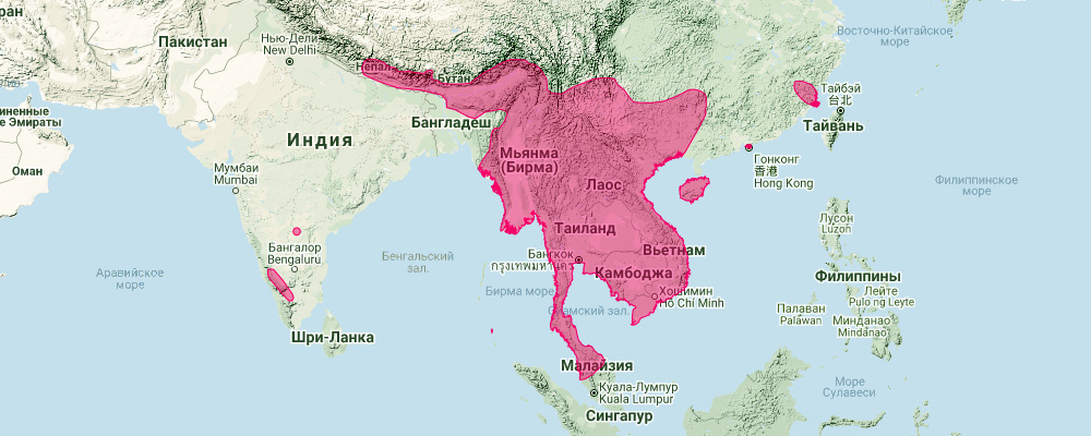 Большеухий листонос (Hipposideros pomona) Ареал обитания на карте