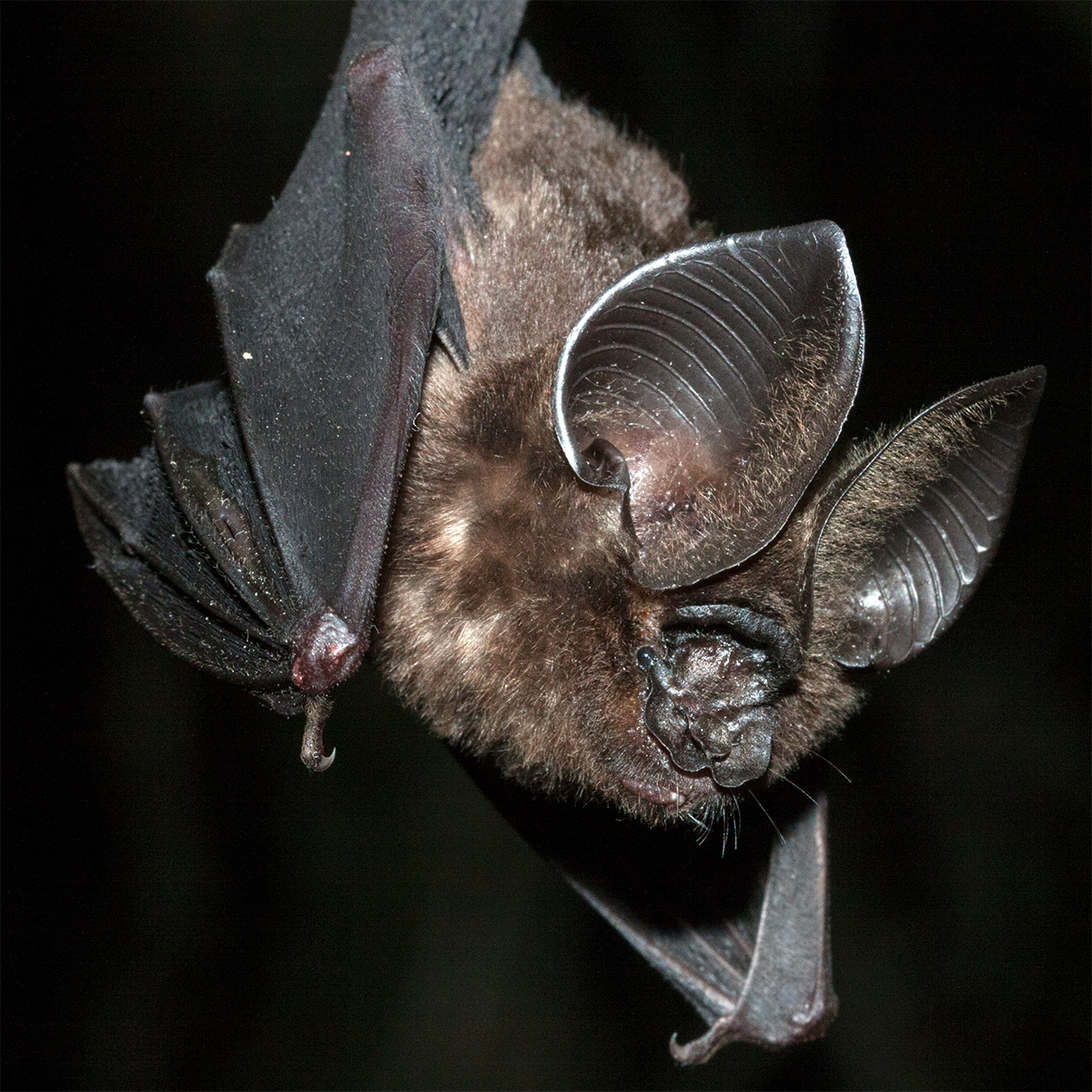 Листонос Ридлея (Hipposideros ridleyi) Фото №2