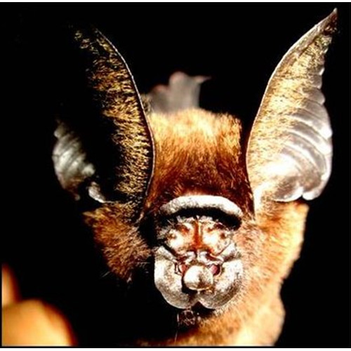 Листонос Ридлея (Hipposideros ridleyi) Фото №4