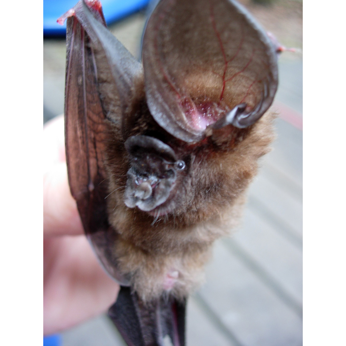 Листонос Ридлея (Hipposideros ridleyi) Фото №5