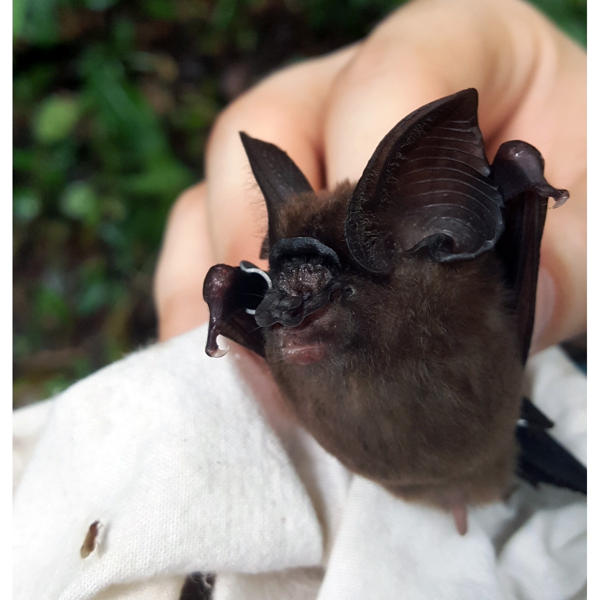 Листонос Ридлея (Hipposideros ridleyi) Фото №6