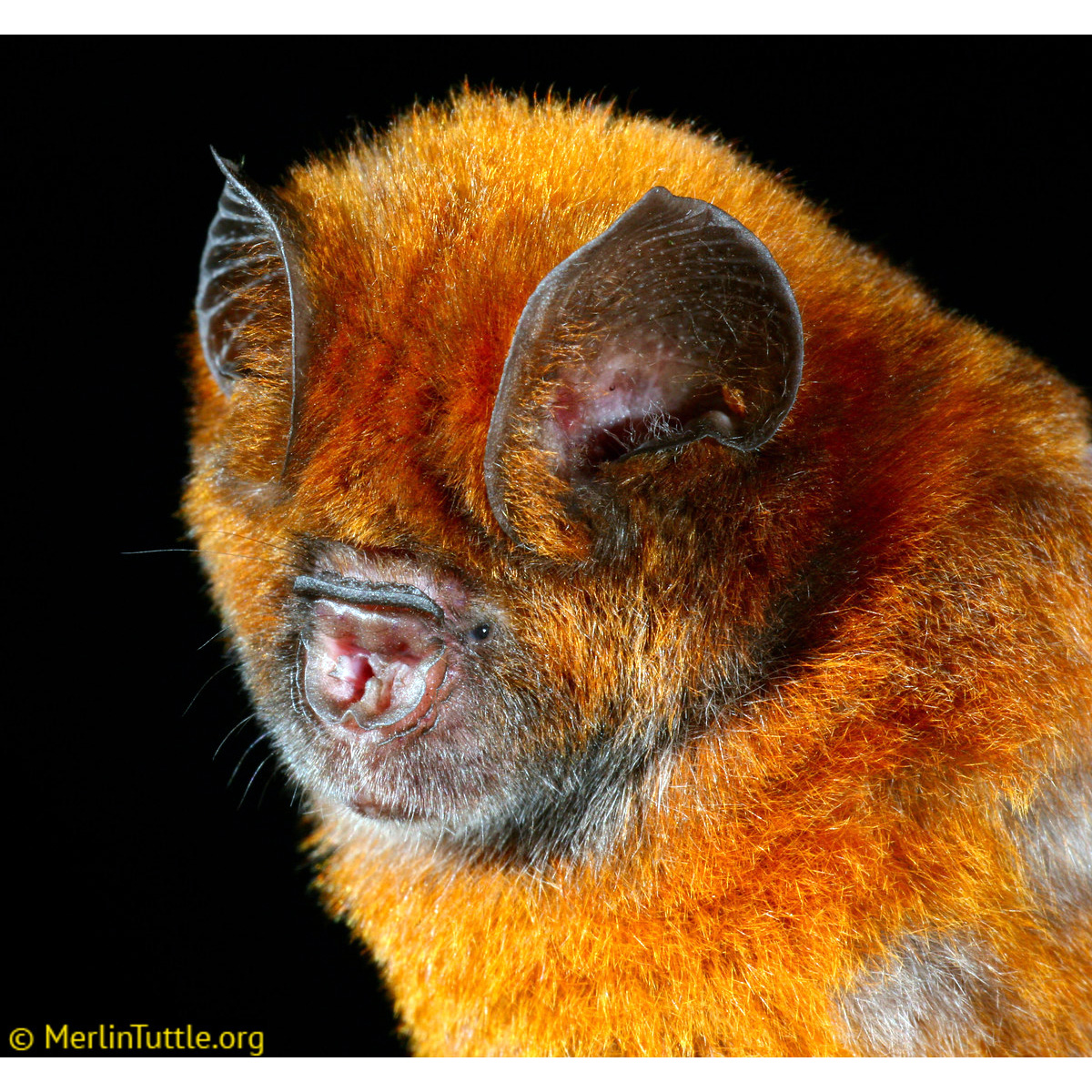 Красный листонос (Hipposideros ruber) Фото №10