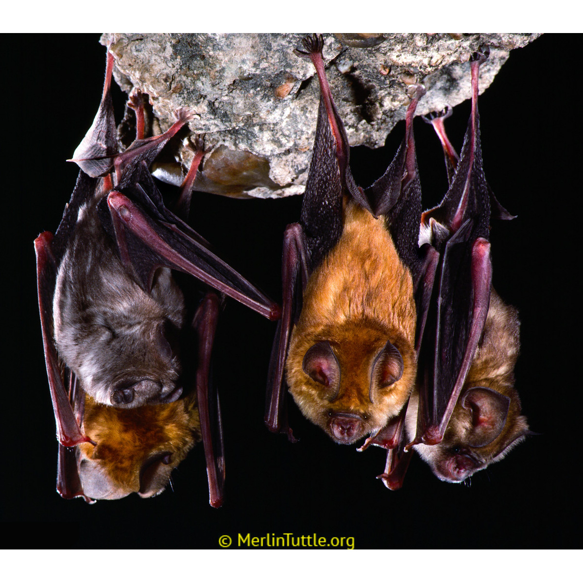 Красный листонос (Hipposideros ruber) Фото №2