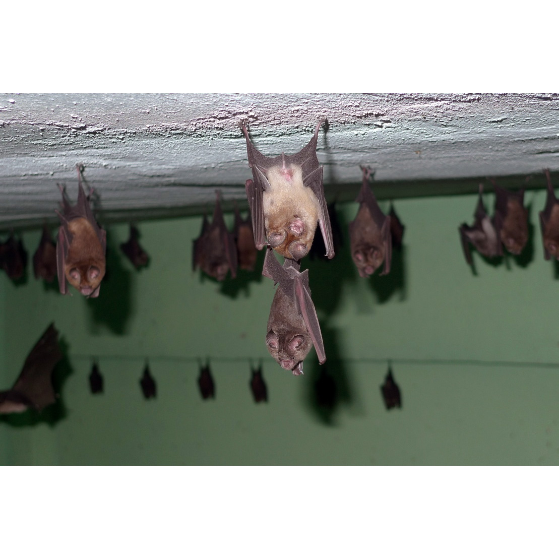 Красный листонос (Hipposideros ruber) Фото №3