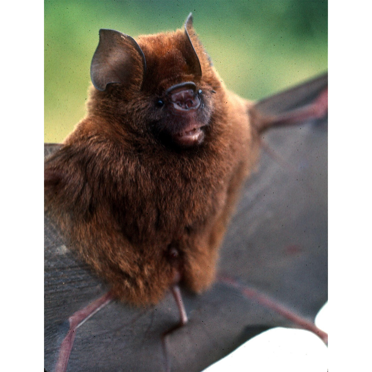 Красный листонос (Hipposideros ruber) Фото №5