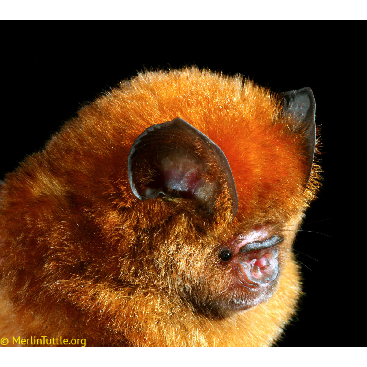 Красный листонос (Hipposideros ruber) Фото №9