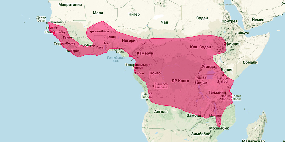 Красный листонос (Hipposideros ruber) Ареал обитания на карте