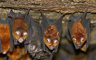 Hipposideros ruber guineensis