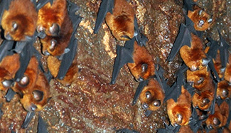 Hipposideros ruber ruber