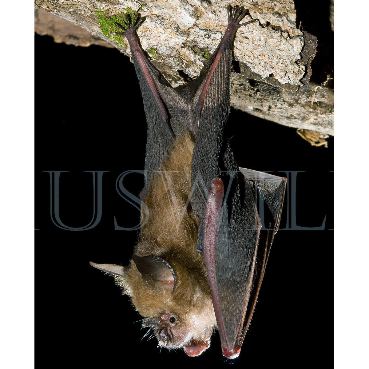 Листонос Семона (Hipposideros semoni) Фото №2