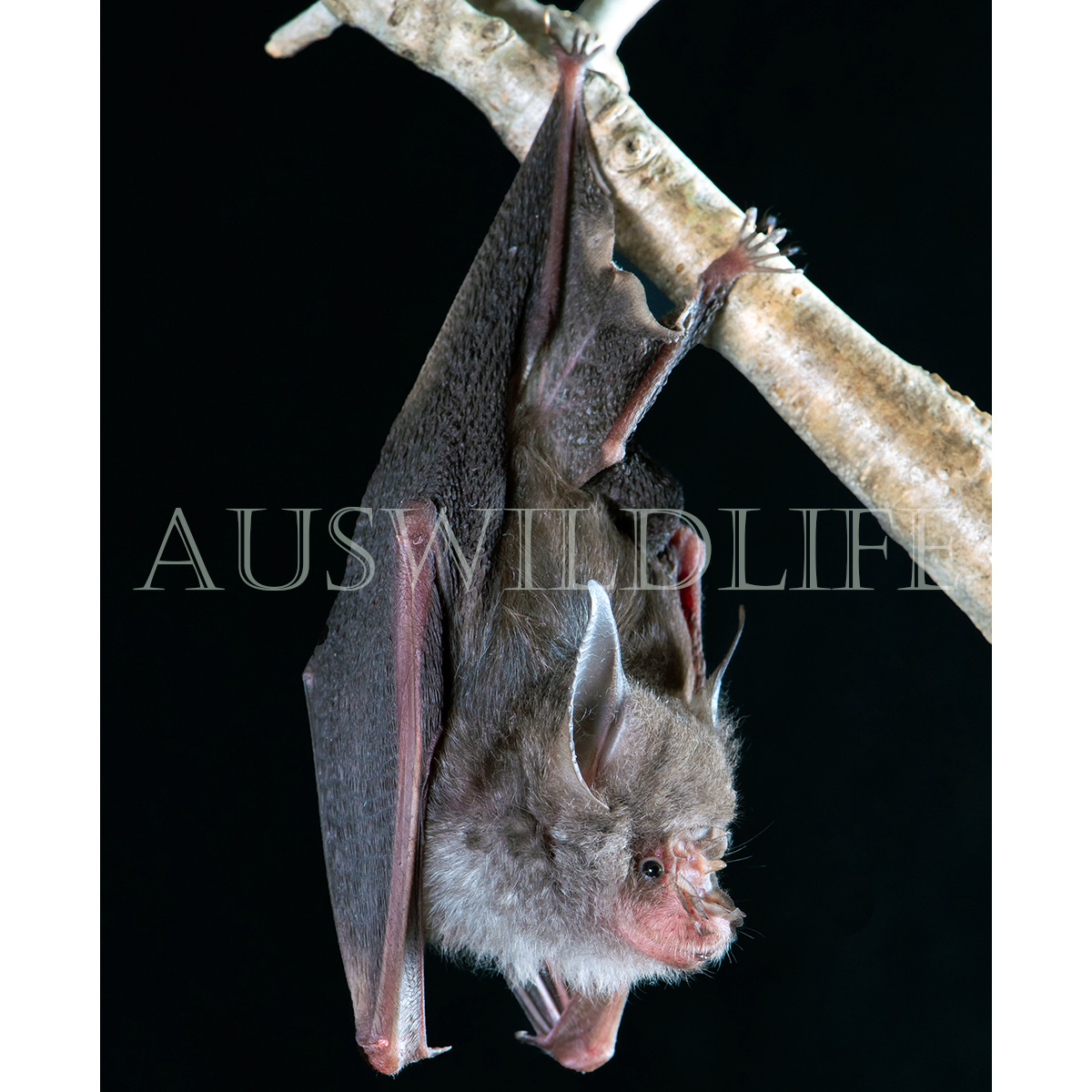 Листонос Семона (Hipposideros semoni) Фото №3