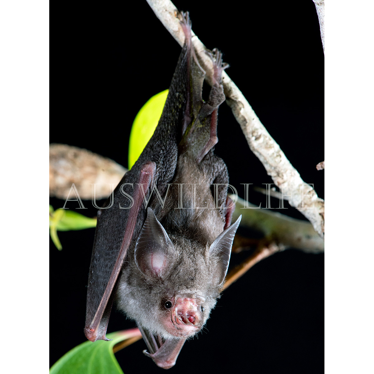 Листонос Семона (Hipposideros semoni) Фото №4