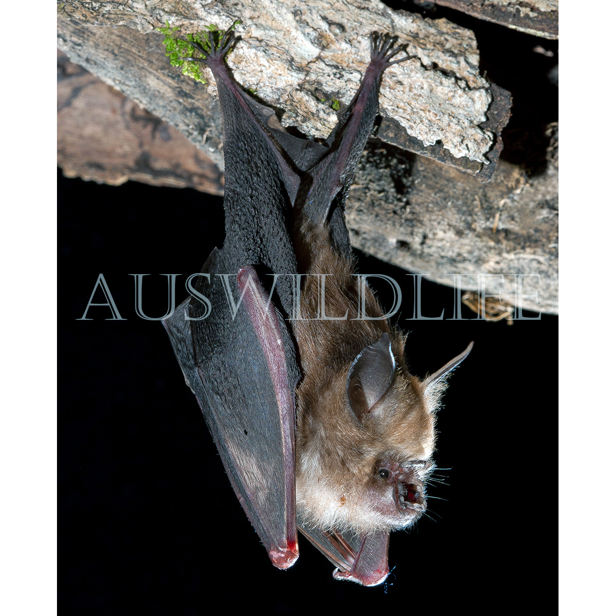 Листонос Семона (Hipposideros semoni) Фото №5