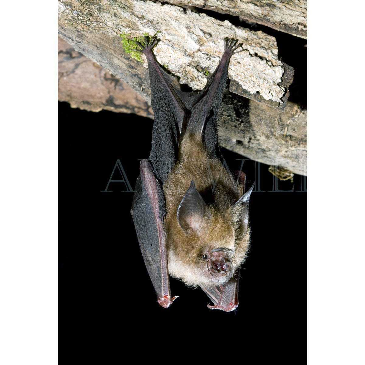 Листонос Семона (Hipposideros semoni) Фото №6