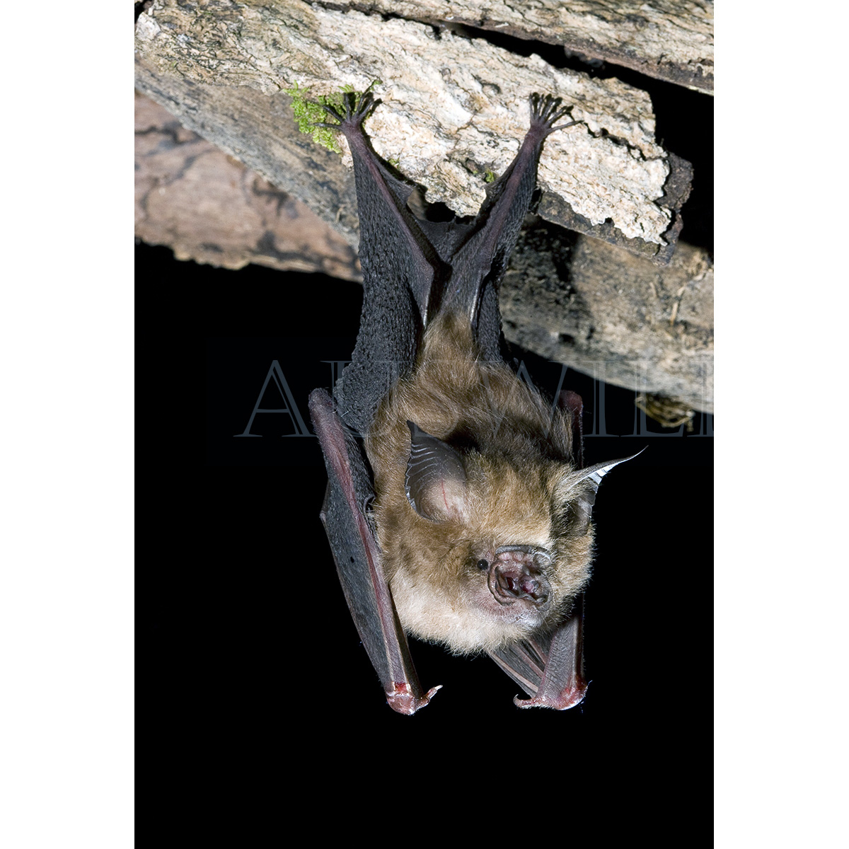 Листонос Семона (Hipposideros semoni) Фото №7