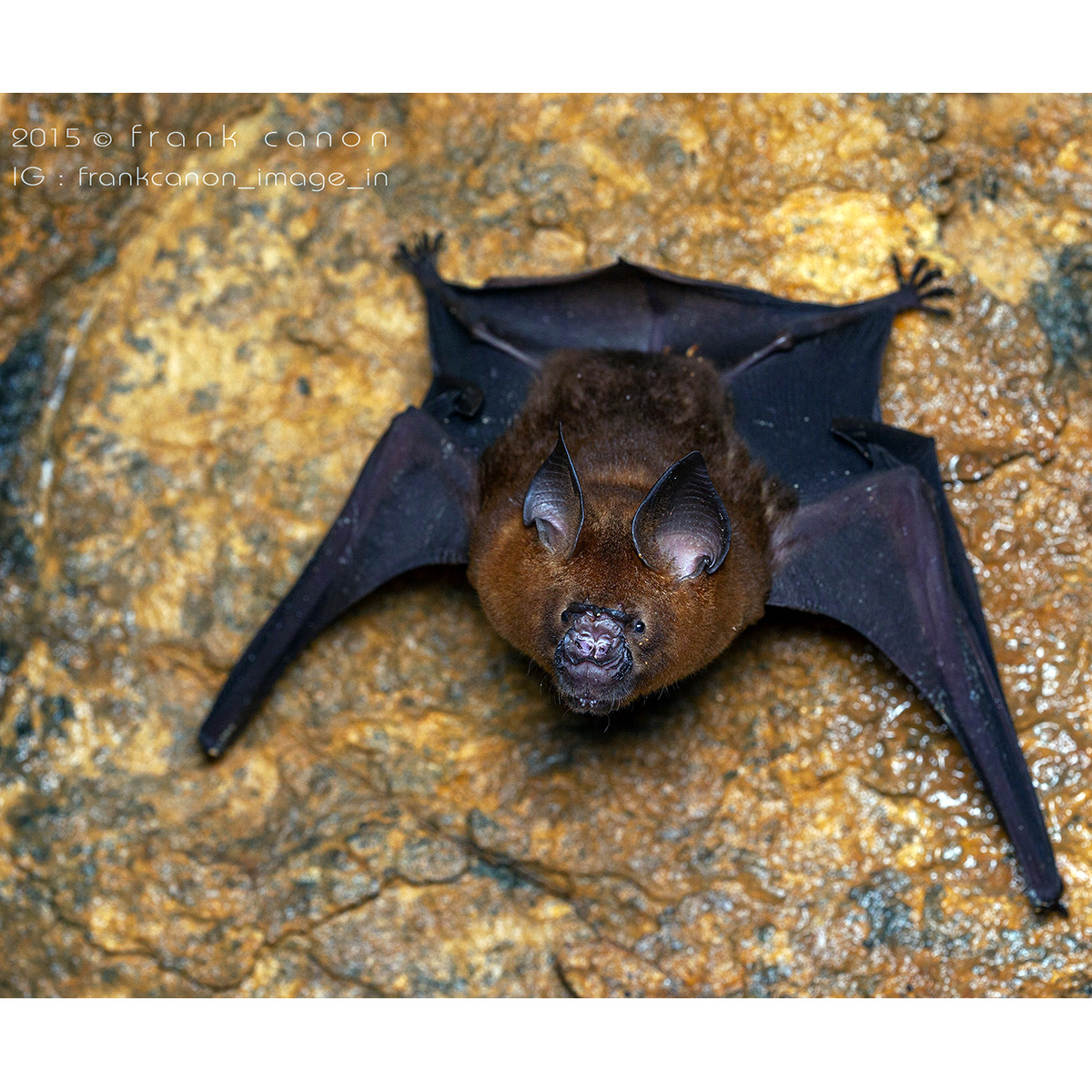 Индийский листонос (Hipposideros speoris) Фото №3