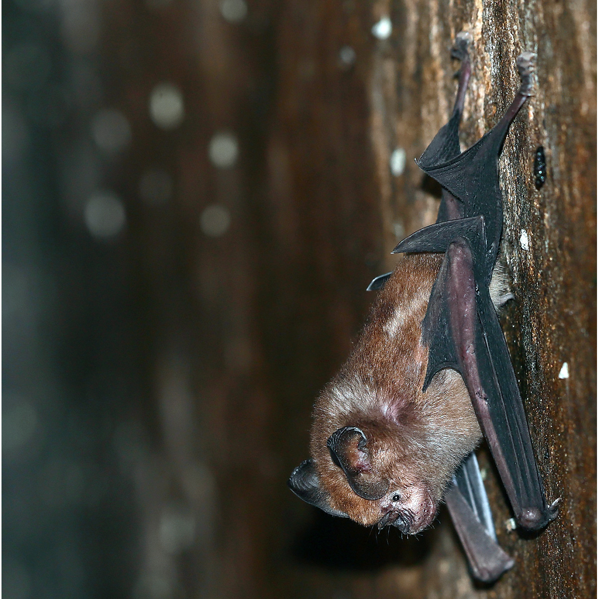 Индийский листонос (Hipposideros speoris) Фото №4