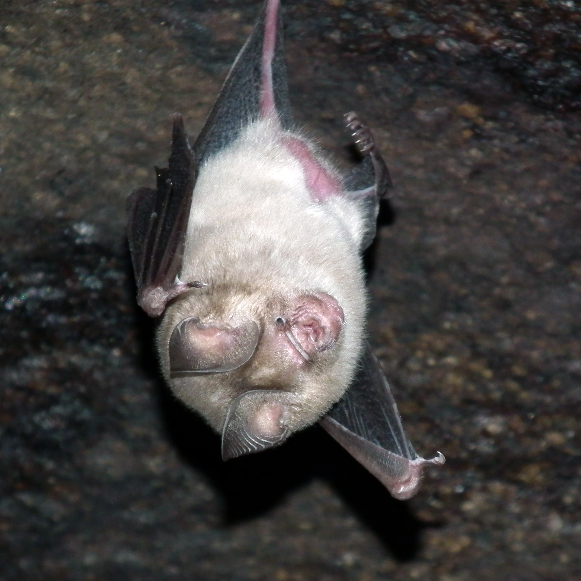 Индийский листонос (Hipposideros speoris) Фото №5