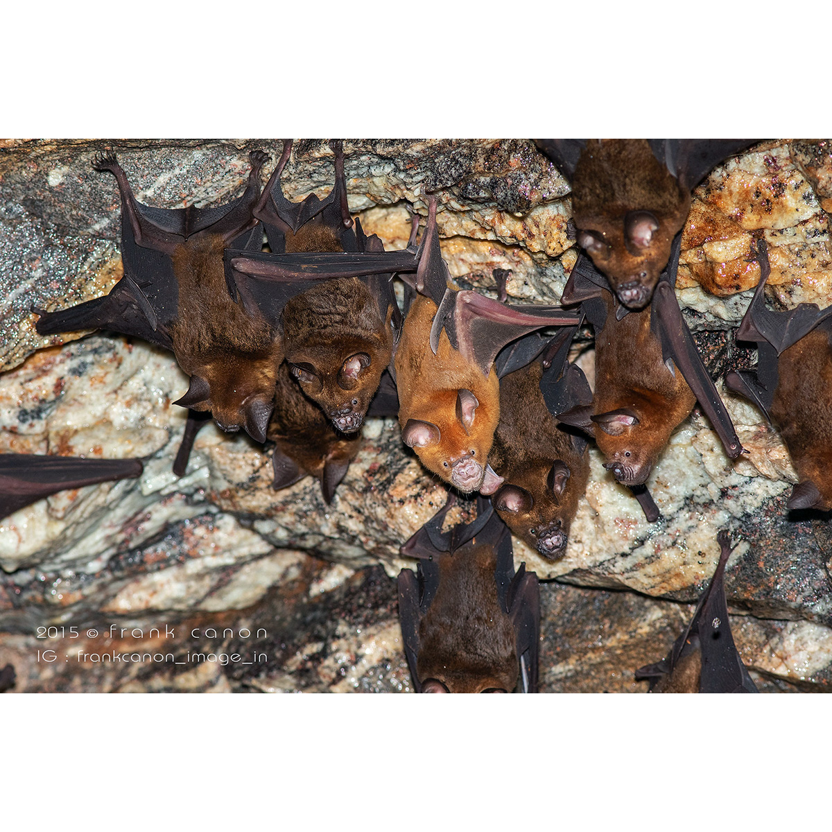 Индийский листонос (Hipposideros speoris) Фото №8