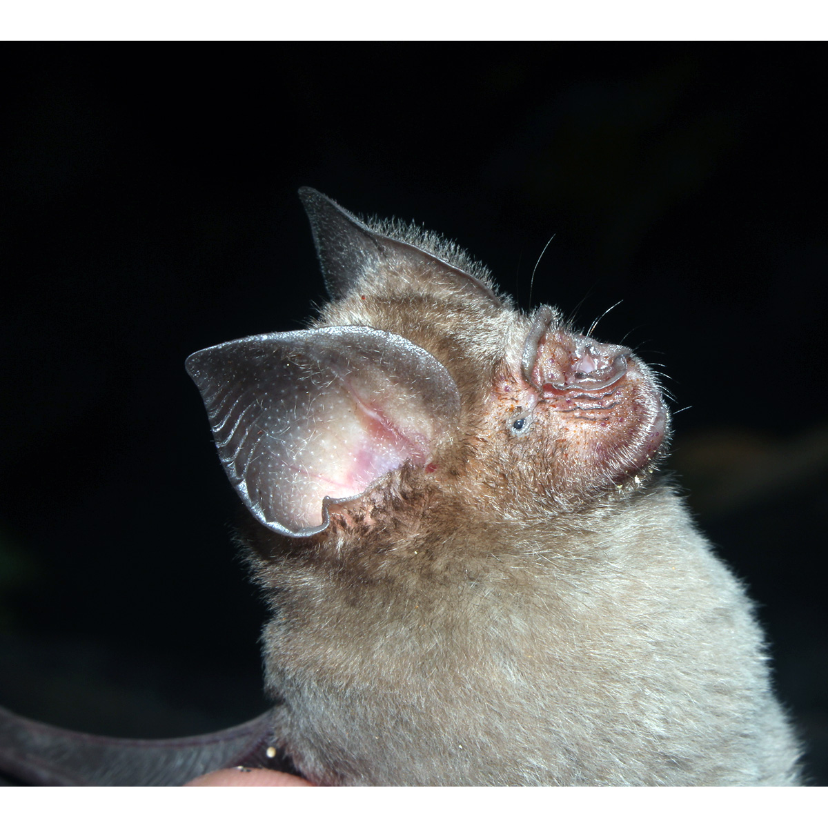 Индийский листонос (Hipposideros speoris) Фото №9