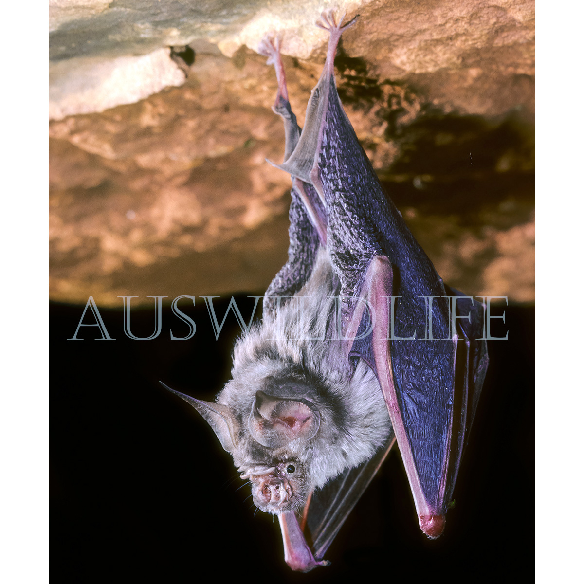 Узкоухий листонос (Hipposideros stenotis) Фото №2