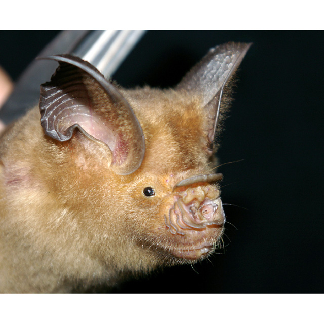 Рюкюйский листонос (Hipposideros turpis) Фото №10