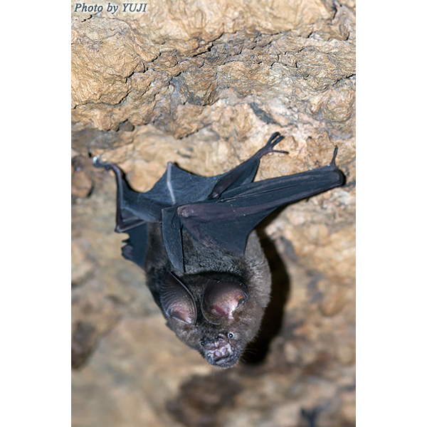 Рюкюйский листонос (Hipposideros turpis) Фото №2